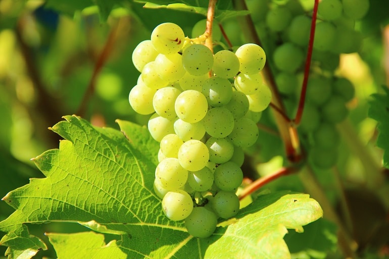 Weight Loss And Health Are Both Improved By Grapes.
