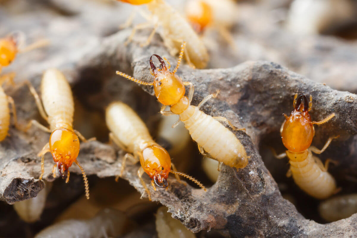 The Devastating Impacts of Termites on Your Home in Malaysia