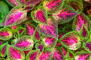 Spring Fling Caladium Care Guide for New Gardeners