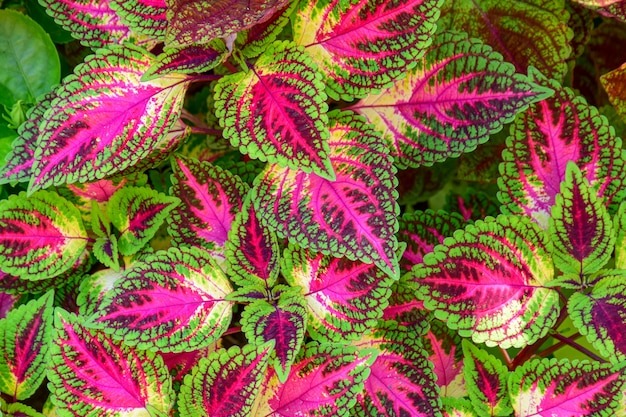 Spring Fling Caladium Care Guide for New Gardeners